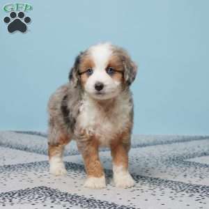 Benji, Mini Aussiedoodle Puppy